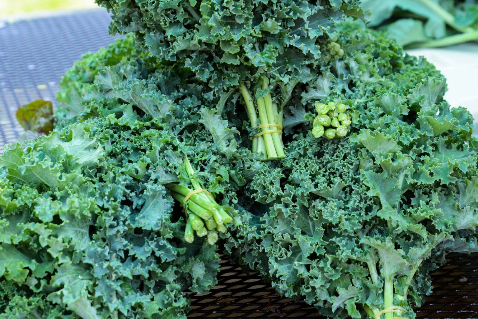 Baked Kale Chips - Catholic Charities of Northeast Kansas